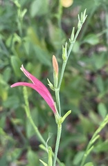 Dicliptera sexangularis