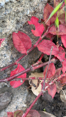 Persicaria capitata