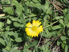 Amblyolepis setigera