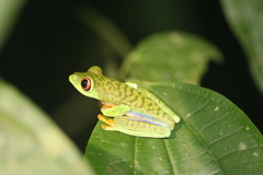 Agalychnis saltator