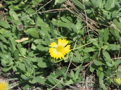 Amblyolepis setigera