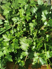 Petroselinum crispum