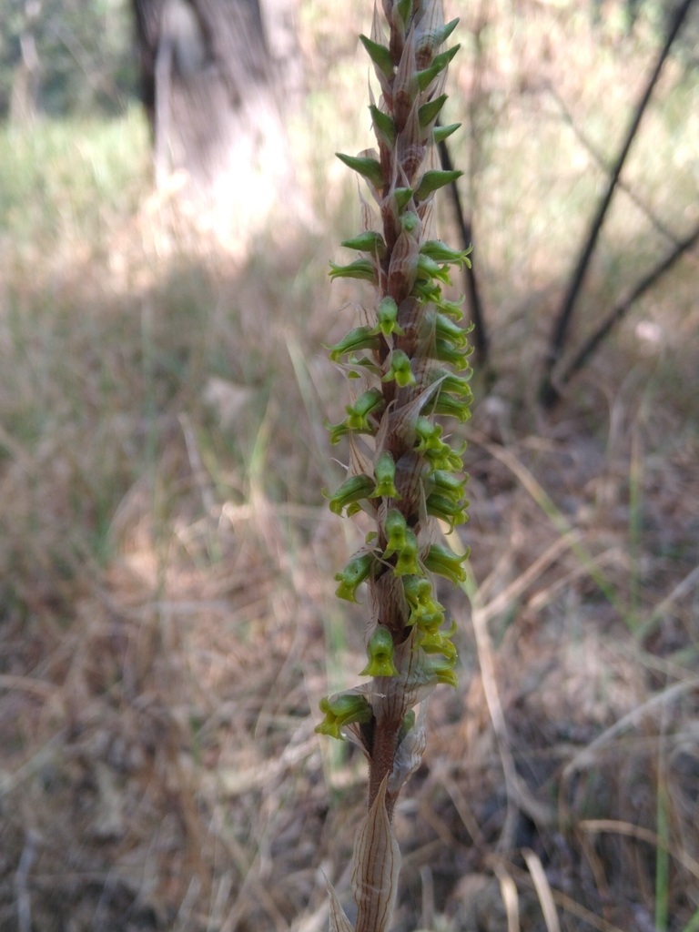 Schiedeella albovaginata