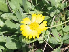 Amblyolepis setigera