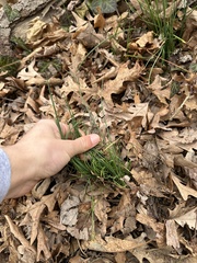 Allium vineale