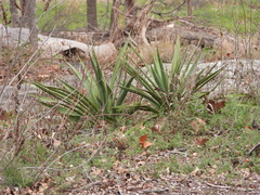 Yucca rupicola