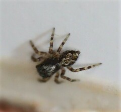 Pseudeuophrys lanigera