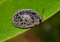 Trachymela orbicularis