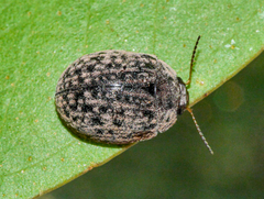 Trachymela orbicularis
