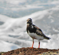 Arenaria interpres interpres