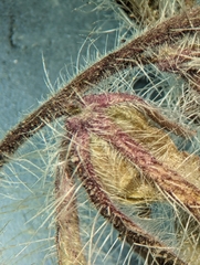 Phacelia vallis-mortae