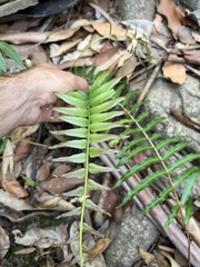 Telmatoblechnum indicum