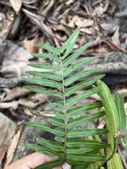 Telmatoblechnum indicum