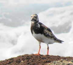 Arenaria interpres interpres