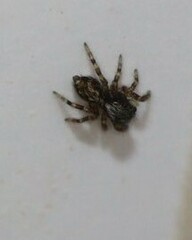 Pseudeuophrys lanigera