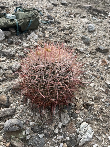 iNaturalist observation photo of California Barrel Cactus