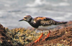 Arenaria interpres interpres