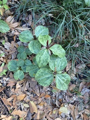 Trillium maculatum