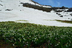 Galanthus platyphyllus