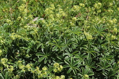 Alchemilla alpigena
