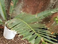 Dioon