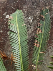 Dioon