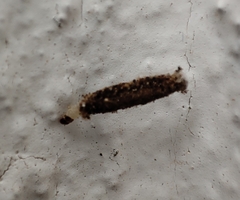 Tineinae