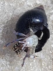 Clibanarius tricolor