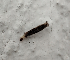 Tineinae