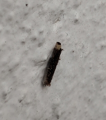 Tineinae