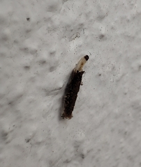 Tineinae