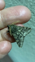 Apocheima hispidaria