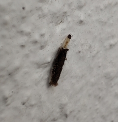 Tineinae