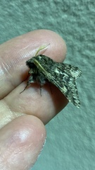 Apocheima hispidaria