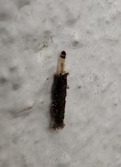 Tineinae