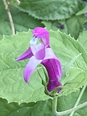 Siphocampylus cordatus