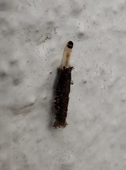 Tineinae