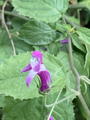 Siphocampylus cordatus