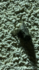 Apocheima hispidaria