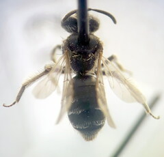 Andrena distinguenda