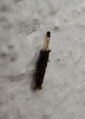 Tineinae