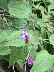 Siphocampylus cordatus