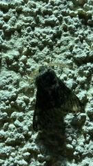 Apocheima hispidaria