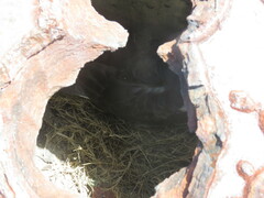 Pterodroma hypoleuca