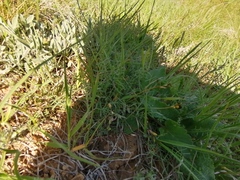 Astragalus ucrainicus