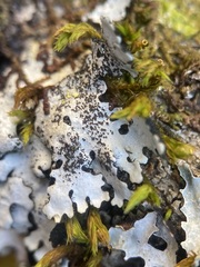 Parmelina pastillifera