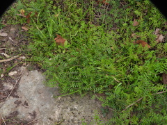 Vicia ludoviciana
