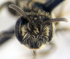 Andrena distinguenda