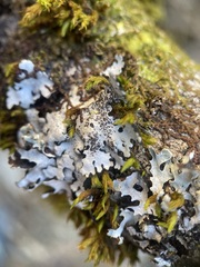 Parmelina pastillifera
