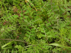 Vicia ludoviciana